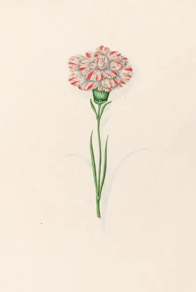 Carnation 5