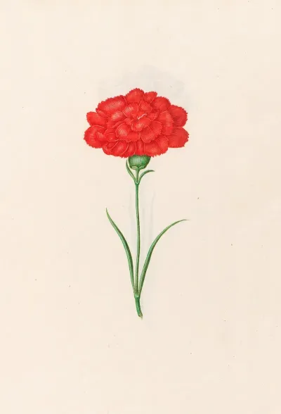 Carnation 6
