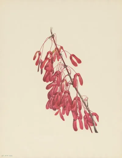 Carolina Maple Acer Carolinianum 3