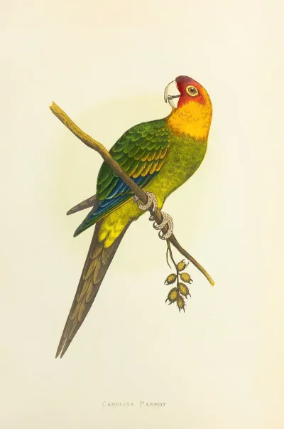 Carolina Parrot Or Conure