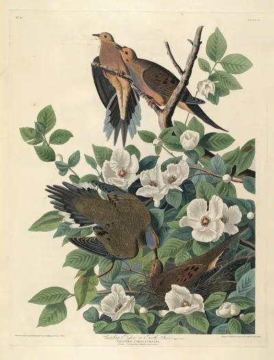 Carolina Pigeon Or Turtle Dove 2