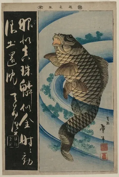 Carp And Waterweeds