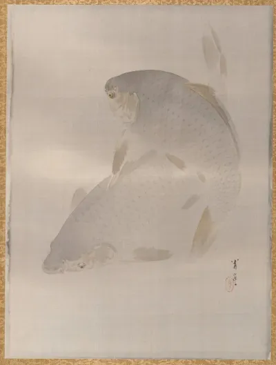Carp Swimming