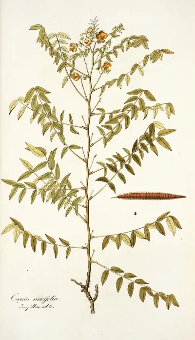 Cassia Ruscifolia