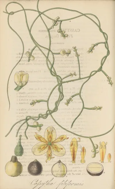 Cassytha Filiformis