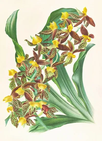 Catasetum Rodigasianum