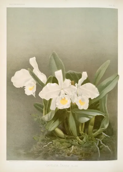 Cattleya Trianae Alba