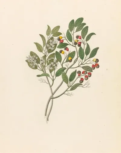 Celastrus Apodytes Dimidiata