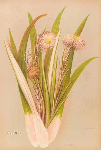 Celmisia Monroi