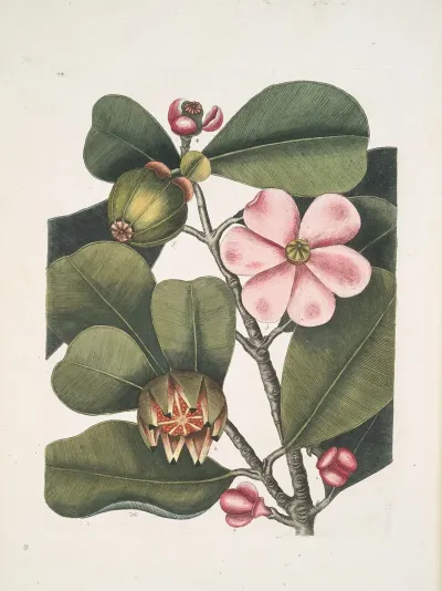 Cenchramidea Arbor Saxis Adnascens C The Balsam Tree