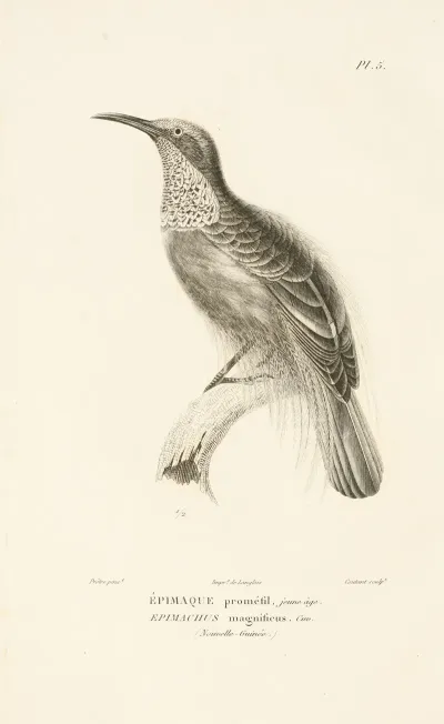 Centurie Zoologique Pl 05