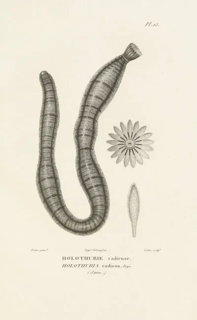 Centurie Zoologique Pl 15