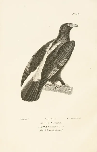 Centurie Zoologique Pl 38