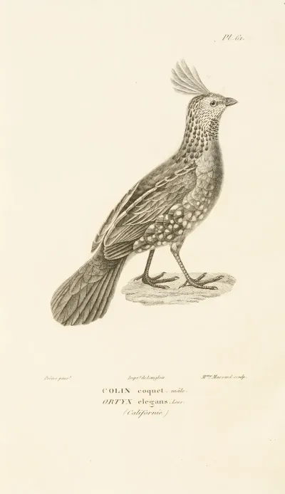Centurie Zoologique Pl 60