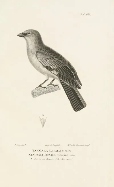Centurie Zoologique Pl 67