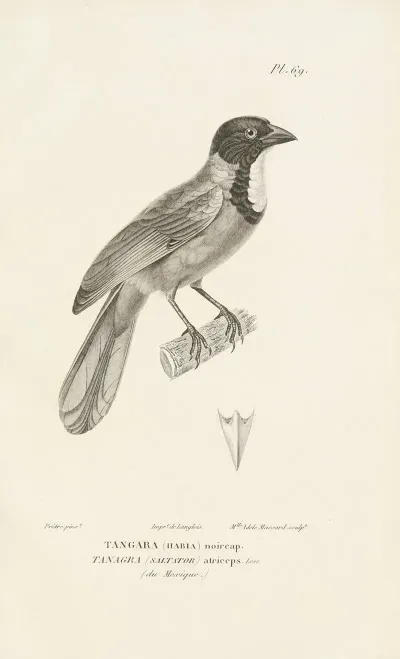 Centurie Zoologique Pl 68