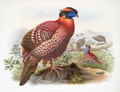 Ceriornis Temmincki 2