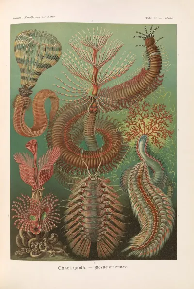 Chaetopoda Borstenwurmer