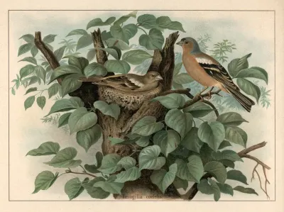 Chaffinch Fringilla Coelebs
