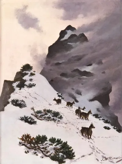 Chamois In The Mountains 2