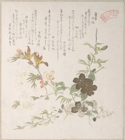 Cherry Blossoms And Yamabuki Flowers