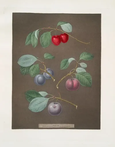 Cherry Laurance French And The Common Orlean Plums