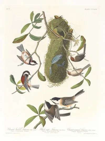 Chestnut Backed Titmouse Black Capt Titmouse Chestnut Crowed Titmouse
