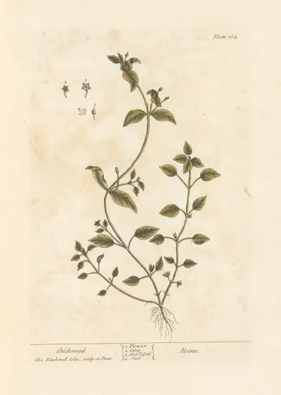 Chickweed