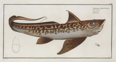 Chimaera Monstrosa The Chimera