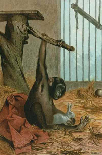 Chimpanzee
