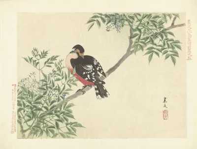 Chinaberry And White Backed Woodpecker