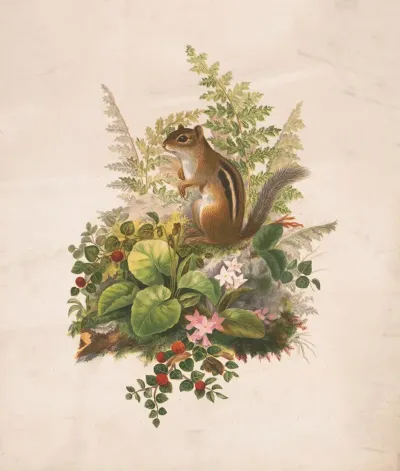 Chipmunk And Ferns