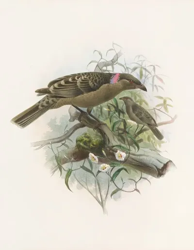 Chlamydodera Nuchalis