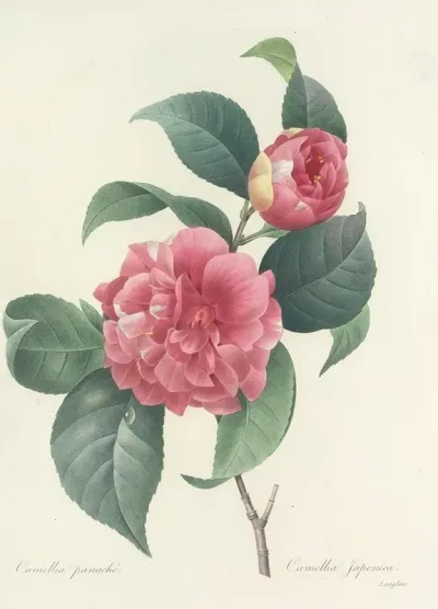 Choix Des Plus Belles Fleurs Pl 018