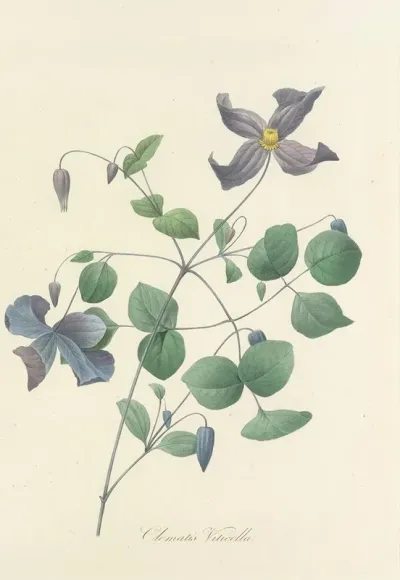 Choix Des Plus Belles Fleurs Pl 025