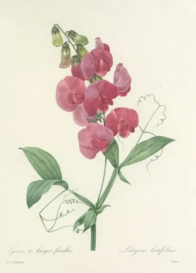 Choix Des Plus Belles Fleurs Pl 038