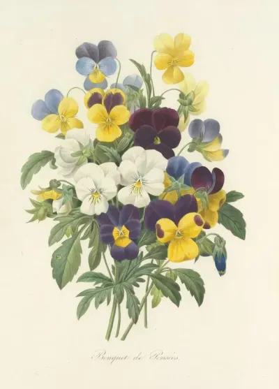 Choix Des Plus Belles Fleurs Pl 067