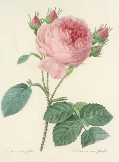 Choix Des Plus Belles Fleurs Pl 086
