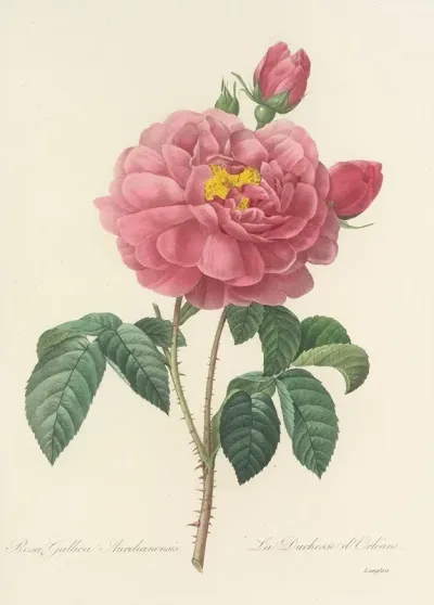 Choix Des Plus Belles Fleurs Pl 090