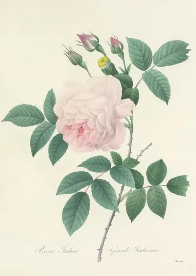 Choix Des Plus Belles Fleurs Pl 091