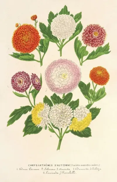 Chrysanthemes Dautomne Varietes Naines