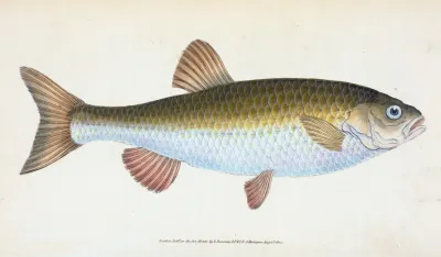Chub Cyprinus Jeses