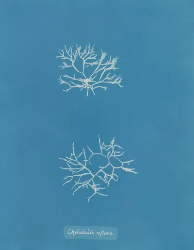 Chylocladia Reflexa
