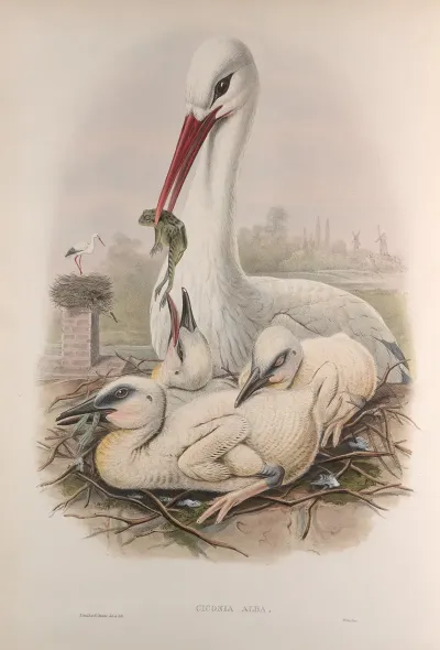 Ciconia Alba Stork
