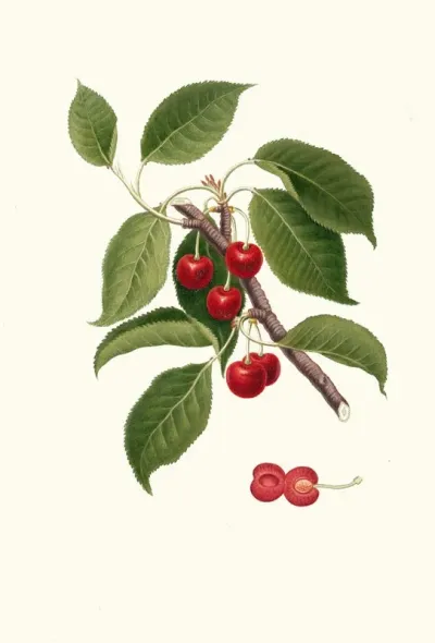 Ciliegia Visciola Cerasus Visciola Sour Cherry