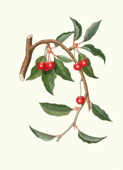 Ciligia Viscilina Ciliegio Visciolino Cherry