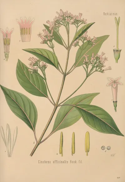 Cinchona Officinalis