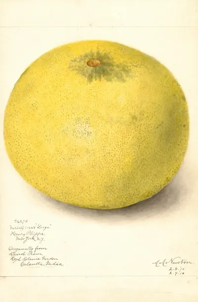 Citrus Grandis 11668 Large 2