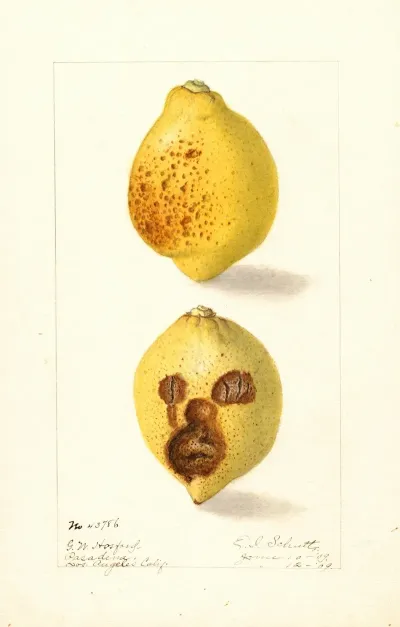 Citrus Limon 10