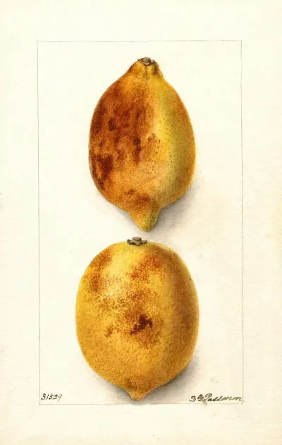 Citrus Limon 24